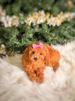 Diora , a female Poodle - Toy  and Miniature Goldendoodle for sale in Chicago, IL – 2 of 2