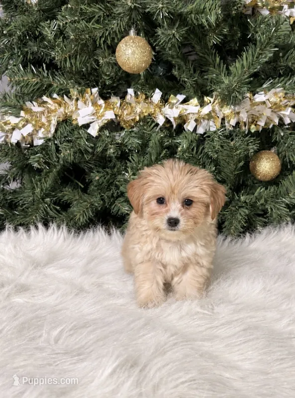 Bryce  – Maltipoo puppy for sale in Chicago, IL