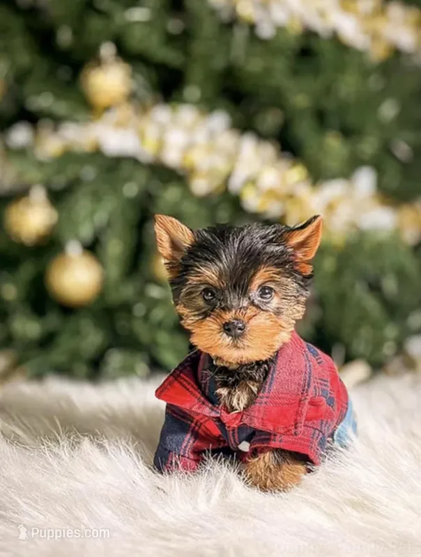 Toffee – Yorkshire Terrier puppy for sale in Chicago, IL