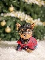 Toffee, a male Yorkshire Terrier for sale in Chicago, IL – Photo 1 of 2