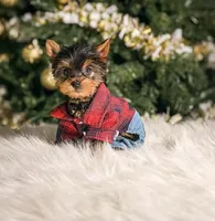 Toffee, a male Yorkshire Terrier for sale in Chicago, IL – Photo 2 of 2