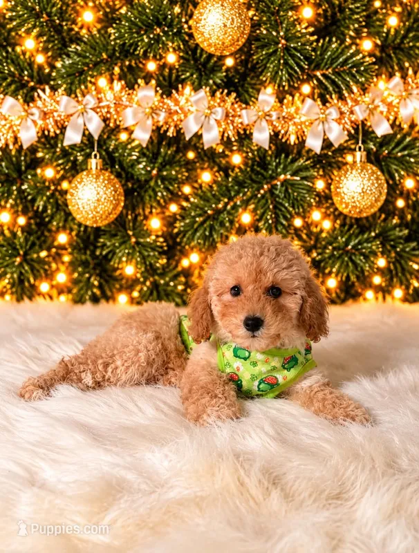 Nico – Maltipoo puppy for sale in Chicago, IL