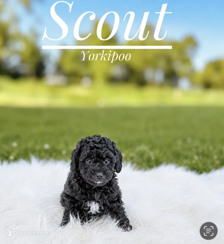 Scout – Yorkipoo puppy for sale in Chicago, IL