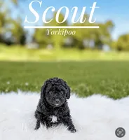 Scout, a male Yorkipoo for sale in Chicago, IL – 1 of 2