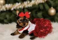 Mira, a female Yorkshire Terrier for sale in Chicago, IL – 2 of 2