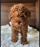 Cooper, a male Poodle - Toy  for sale in Chicago, IL – 1 of 4