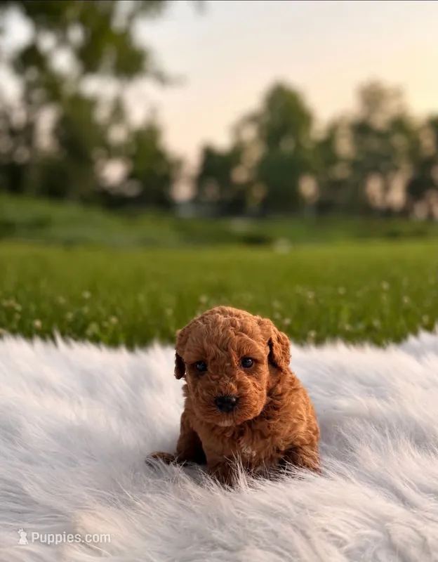 Jett – Poodle - Toy , Miniature Goldendoodle puppy for sale in Chicago, IL