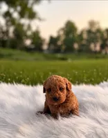 Jett, a male Poodle - Toy  and Miniature Goldendoodle for sale in Chicago, IL – 1 of 1