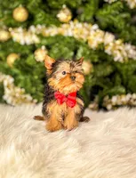 Smooshy, a male Yorkshire Terrier for sale in Chicago, IL – Photo 2 of 4
