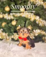 Smooshy, a male Yorkshire Terrier for sale in Chicago, IL – Photo 4 of 4
