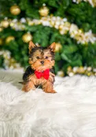 Smooshy, a male Yorkshire Terrier for sale in Chicago, IL – Photo 3 of 4