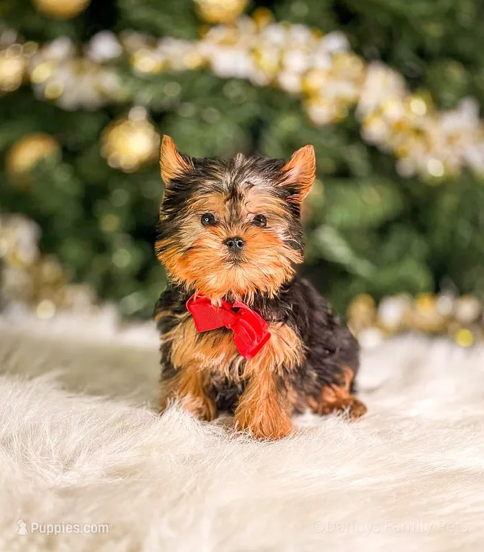 Smooshy – Yorkshire Terrier puppy for sale in Chicago, IL