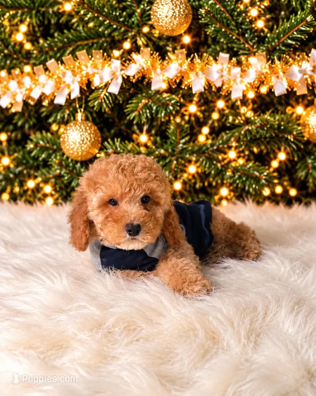 Madden – Maltipoo puppy for sale in Chicago, IL