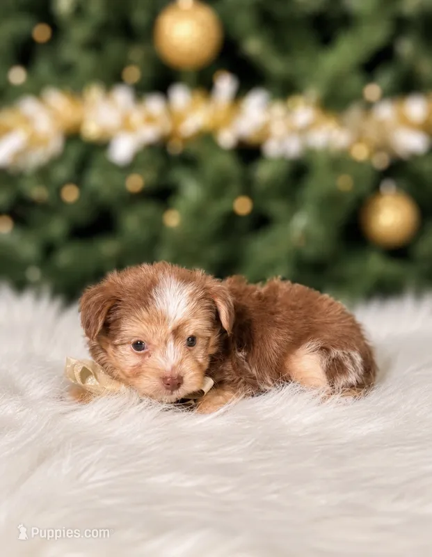 Chewy  – Yorkshire Terrier puppy for sale in Chicago, IL