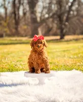 Koko Chanel, a female Poodle - Toy  and Miniature Goldendoodle for sale in Chicago, IL – Photo 1 of 3