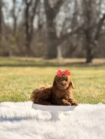 Koko Chanel, a female Poodle - Toy  and Miniature Goldendoodle for sale in Chicago, IL – Photo 2 of 3