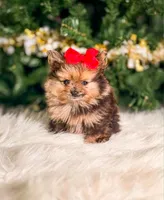 Velvet, a female Pomeranian for sale in Chicago, IL – 2 of 2
