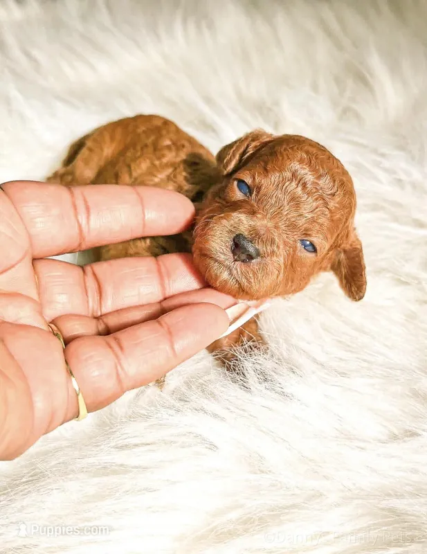 Dior, a female Poodle - Miniature  for sale in Chicago, IL – Photo 1 of 2