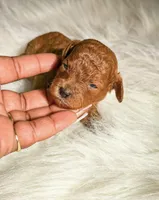 Dior, a female Poodle - Miniature  for sale in Chicago, IL – Photo 2 of 2