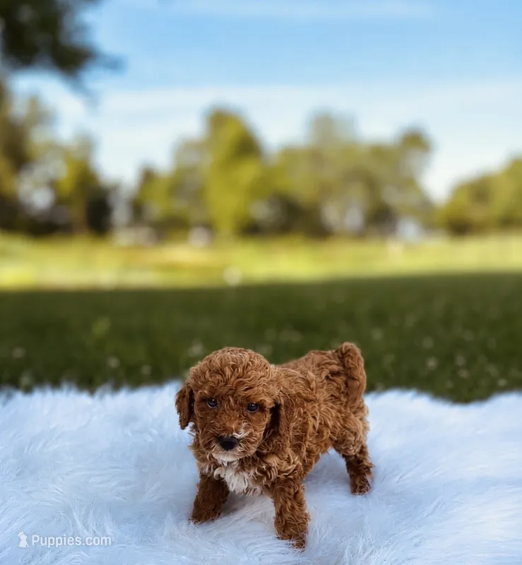 Cruz – Poodle - Miniature  puppy for sale in Chicago, IL