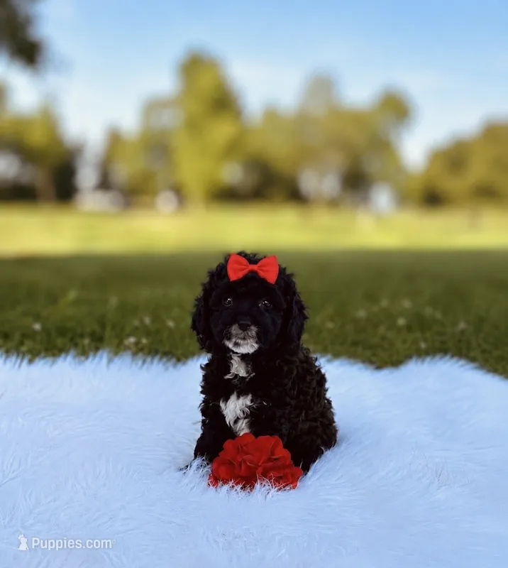 Coco  – Yorkipoo puppy for sale in Chicago, IL
