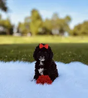 Coco , a female Yorkipoo for sale in Chicago, IL – 1 of 1