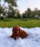 Royal , a male Miniature Goldendoodle for sale in Chicago, IL – 1 of 1