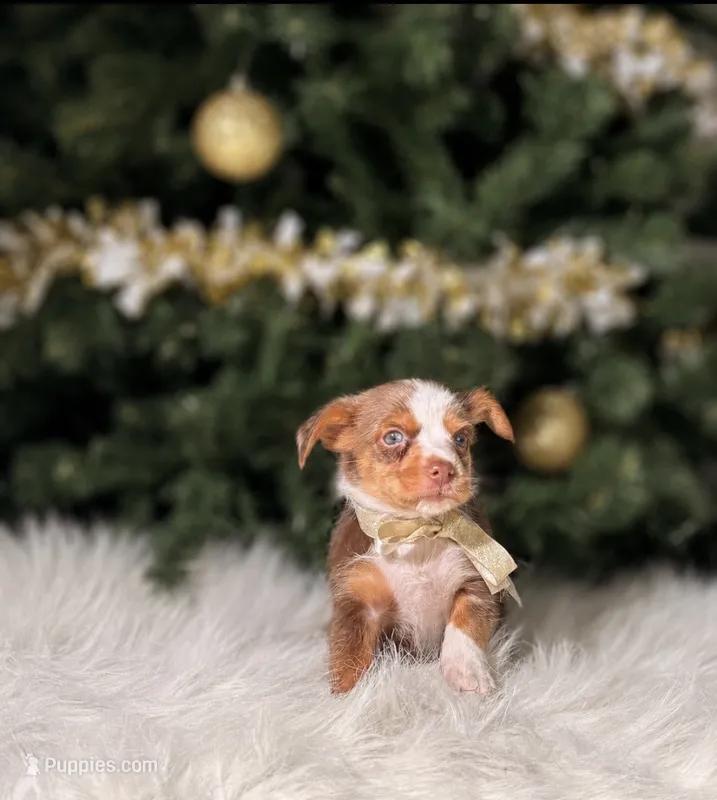 Truffle  – Chihuahua puppy for sale in Chicago, IL