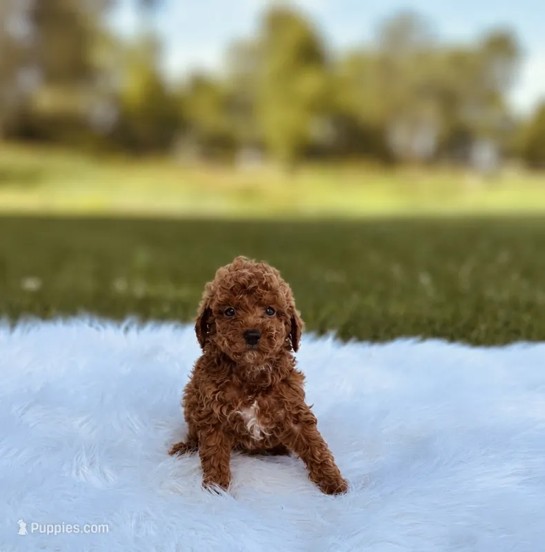 Legacy – Poodle - Miniature  puppy for sale in Chicago, IL