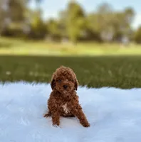 Legacy, a male Poodle - Miniature  for sale in Chicago, IL – 1 of 1