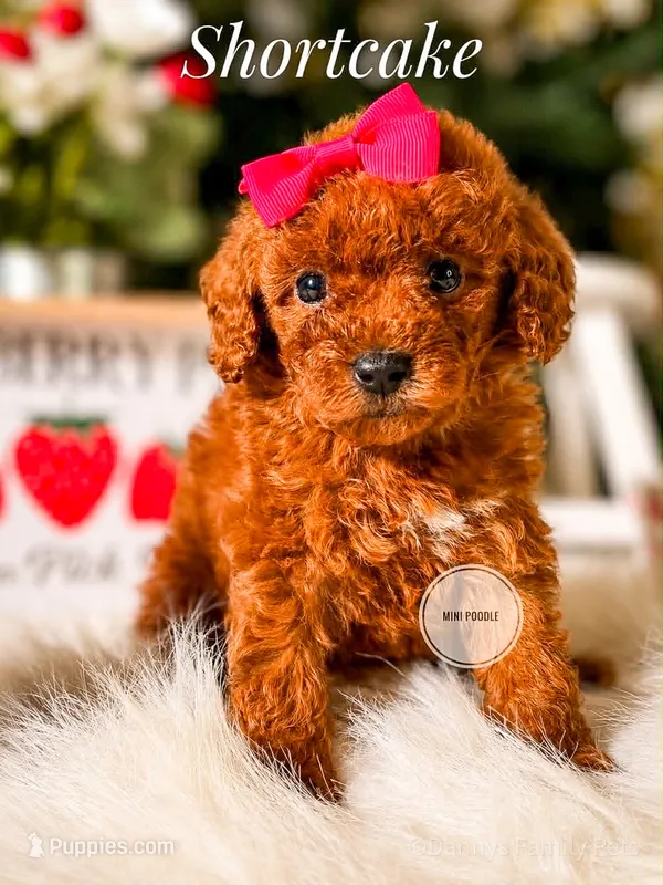 Shortcake  – Poodle - Miniature  puppy for sale in Chicago, IL
