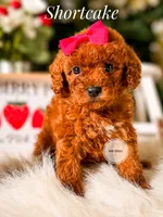 Shortcake , a female Poodle - Miniature  for sale in Chicago, IL – 1 of 2