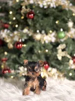 Mango, a male Yorkshire Terrier for sale in Chicago, IL – Photo 1 of 2