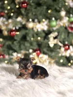 Mango, a male Yorkshire Terrier for sale in Chicago, IL – Photo 2 of 2