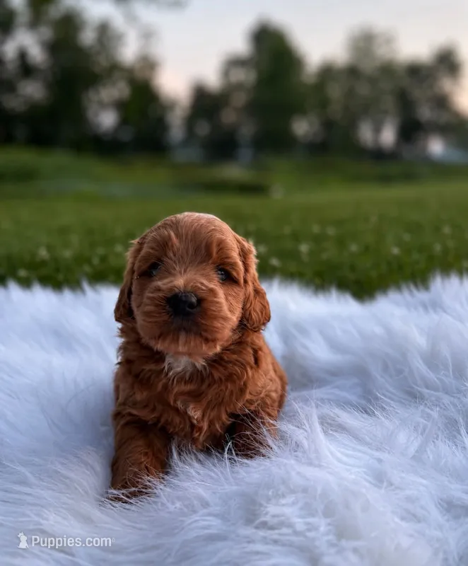 Nash – Miniature Goldendoodle puppy for sale in Chicago, IL