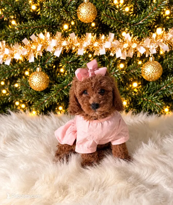 Brielle – Maltipoo puppy for sale in Chicago, IL