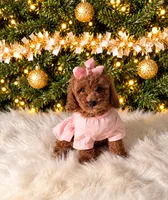 Brielle, a female Maltipoo for sale in Chicago, IL – 1 of 1