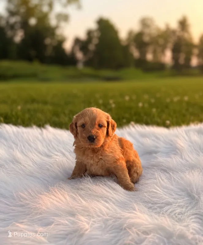 Aston – Poodle - Toy , Miniature Goldendoodle puppy for sale in Chicago, IL