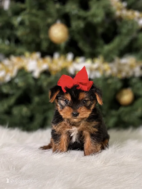 Cherry – Yorkshire Terrier puppy for sale in Chicago, IL