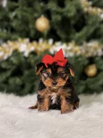 Cherry, a female Yorkshire Terrier for sale in Chicago, IL – 1 of 1