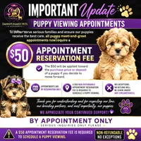 Jewel, a female Poodle - Toy  for sale in Chicago, IL – 2 of 2