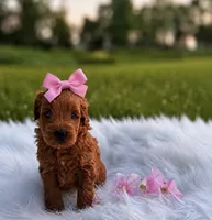 Zara, a female Miniature Goldendoodle for sale in Chicago, IL – 1 of 1