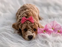 Nyla, a female Poodle - Toy  and Miniature Goldendoodle for sale in Chicago, IL – 1 of 1
