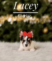 Lacey, a female Chorkie for sale in Chicago, IL – 1 of 2