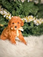 Saint , a male Poodle - Toy  and Miniature Goldendoodle for sale in Chicago, IL – 2 of 2