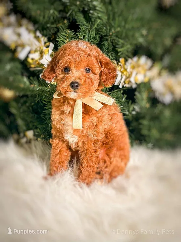 Saint  – Poodle - Toy , Miniature Goldendoodle puppy for sale in Chicago, IL