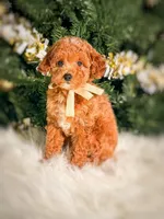 Saint , a male Poodle - Toy  and Miniature Goldendoodle for sale in Chicago, IL – 1 of 2