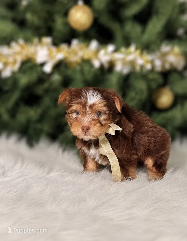 Bentley – Yorkshire Terrier puppy for sale in Chicago, IL