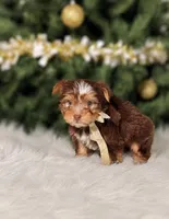 Bentley, a male Yorkshire Terrier for sale in Chicago, IL – 1 of 1