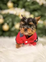 Cartier, a male Yorkshire Terrier for sale in Chicago, IL – Photo 2 of 2